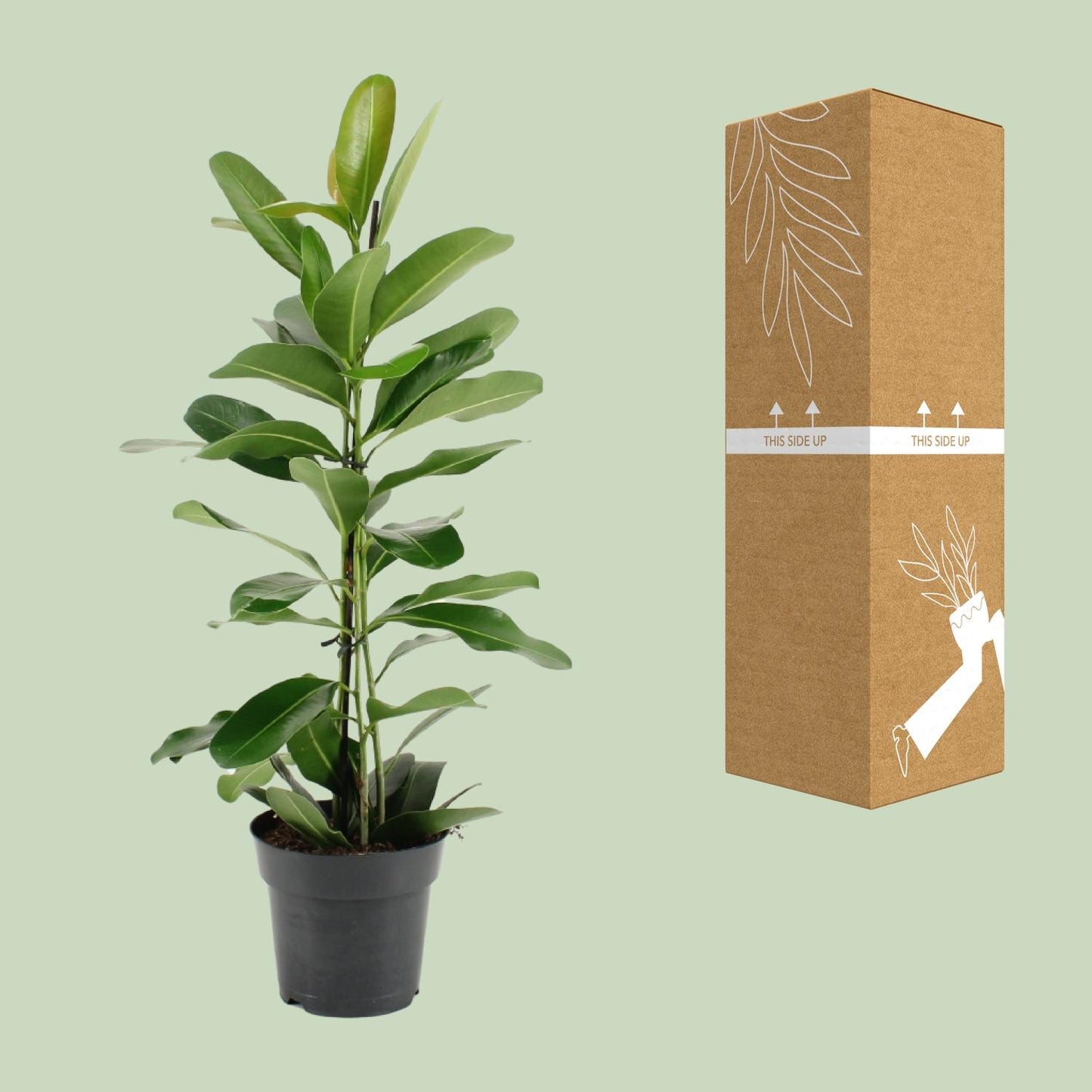 Ficus Microcarpa Smile® - Ø17cm - ↕70cm