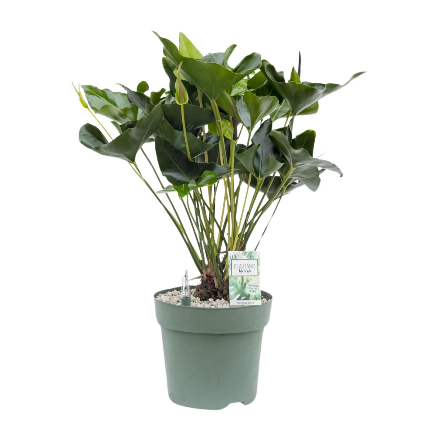Anthurium Arrow - Ø30cm - ↕80cm