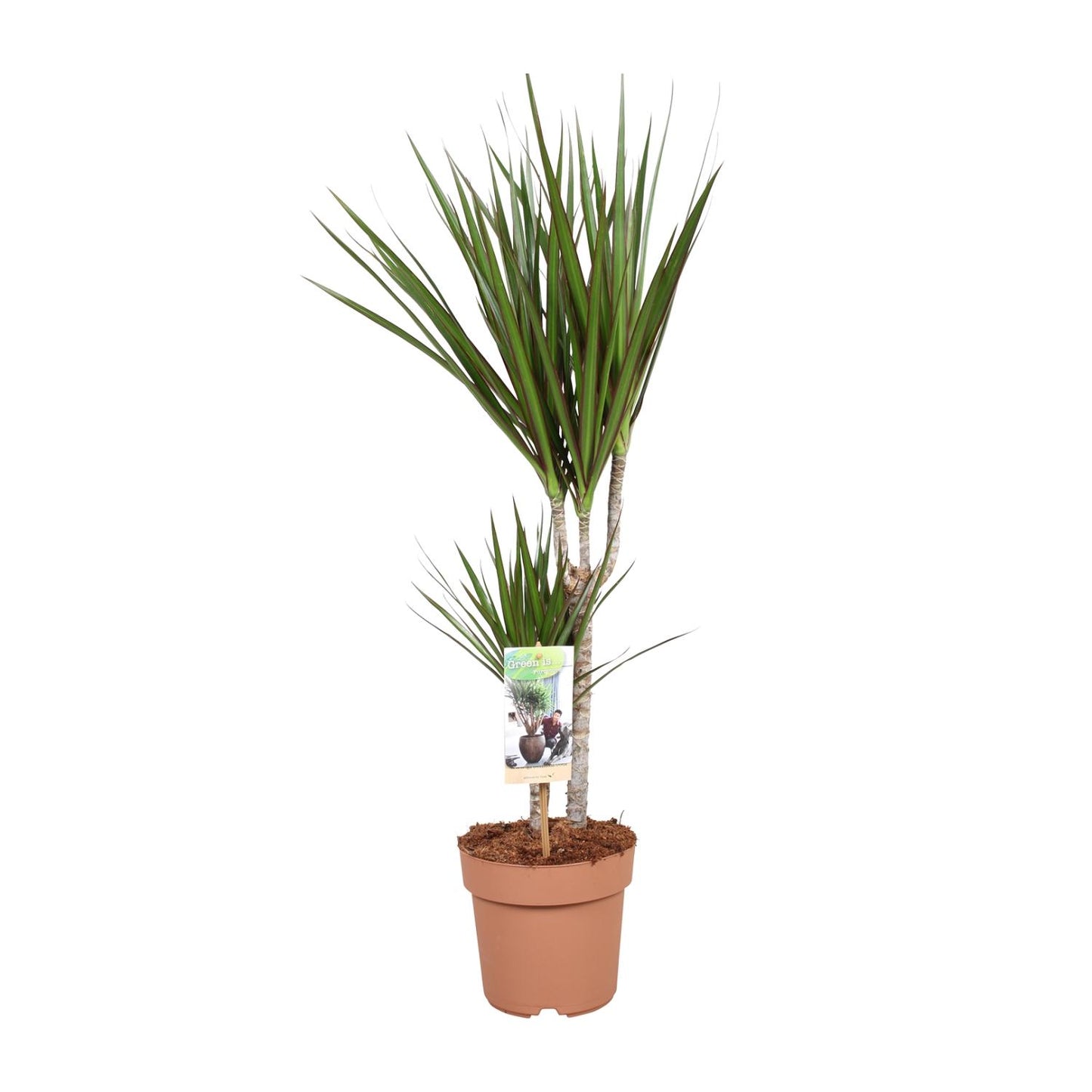 Dracaena Marginata - Ø17cm - ↕75cm