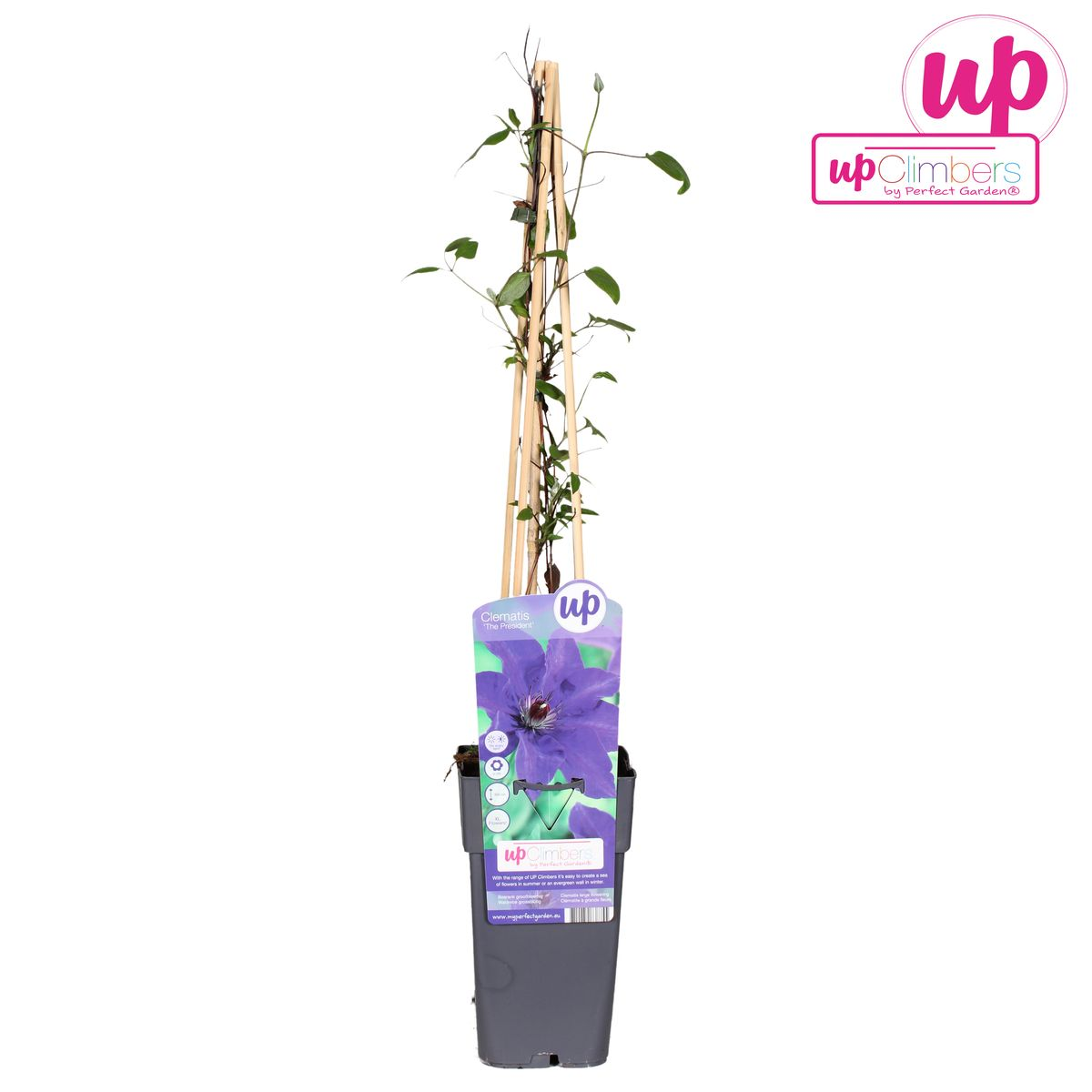 Clematis The President - Clematis Lila - Ø15cm - ↕65cm