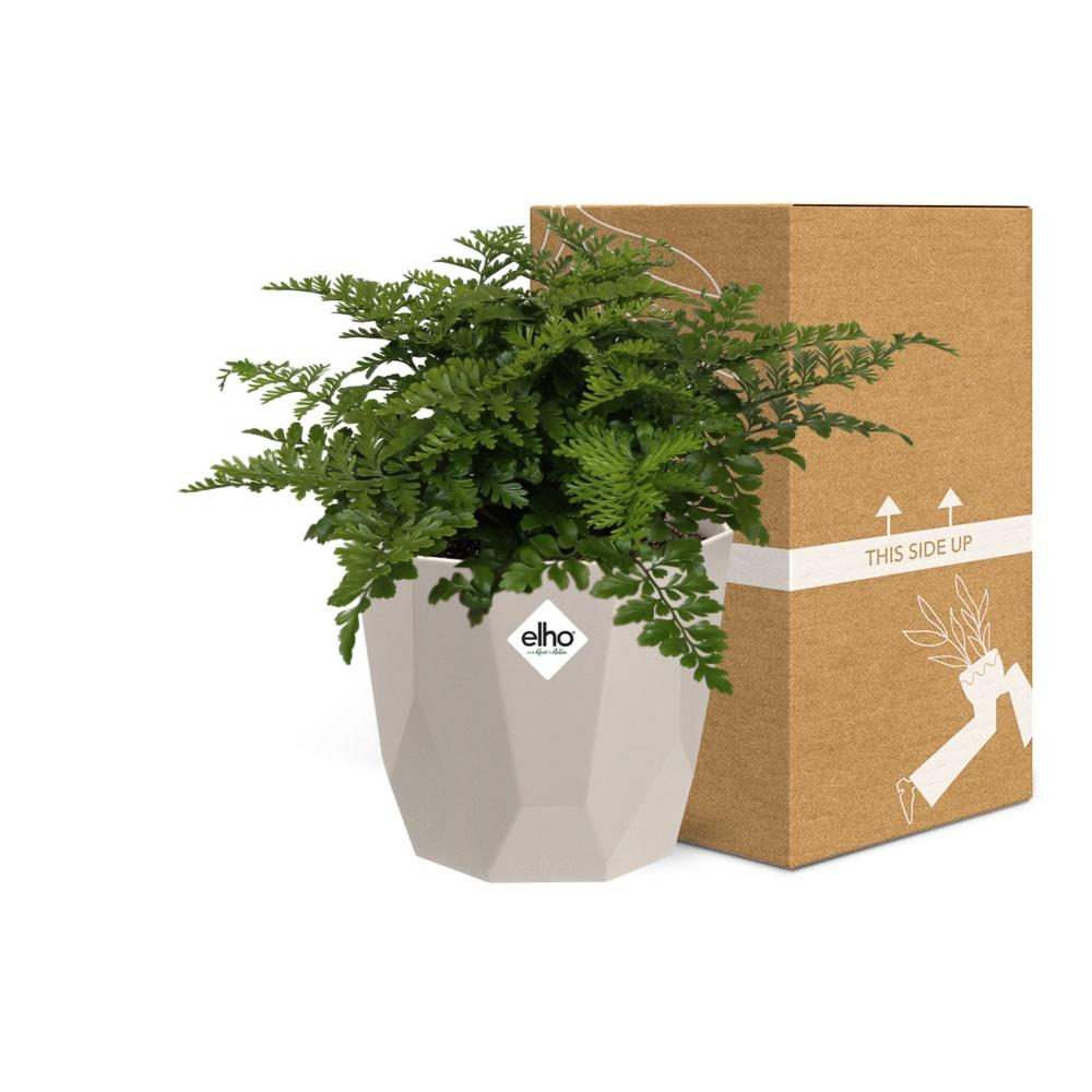 Asplenium Parvati in ELHO b.for rock 14 cm warm grey