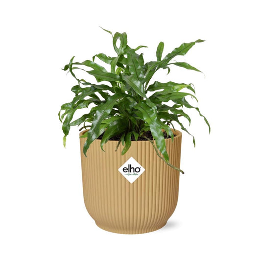 Microsorum Diversifolium in ELHO Vibes Fold 14cm geel