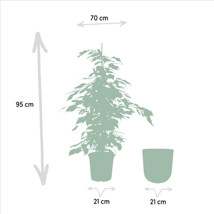 Ficus benjamina Danielle - Ø21cm - ↕95cm + Topf Mayk Lead