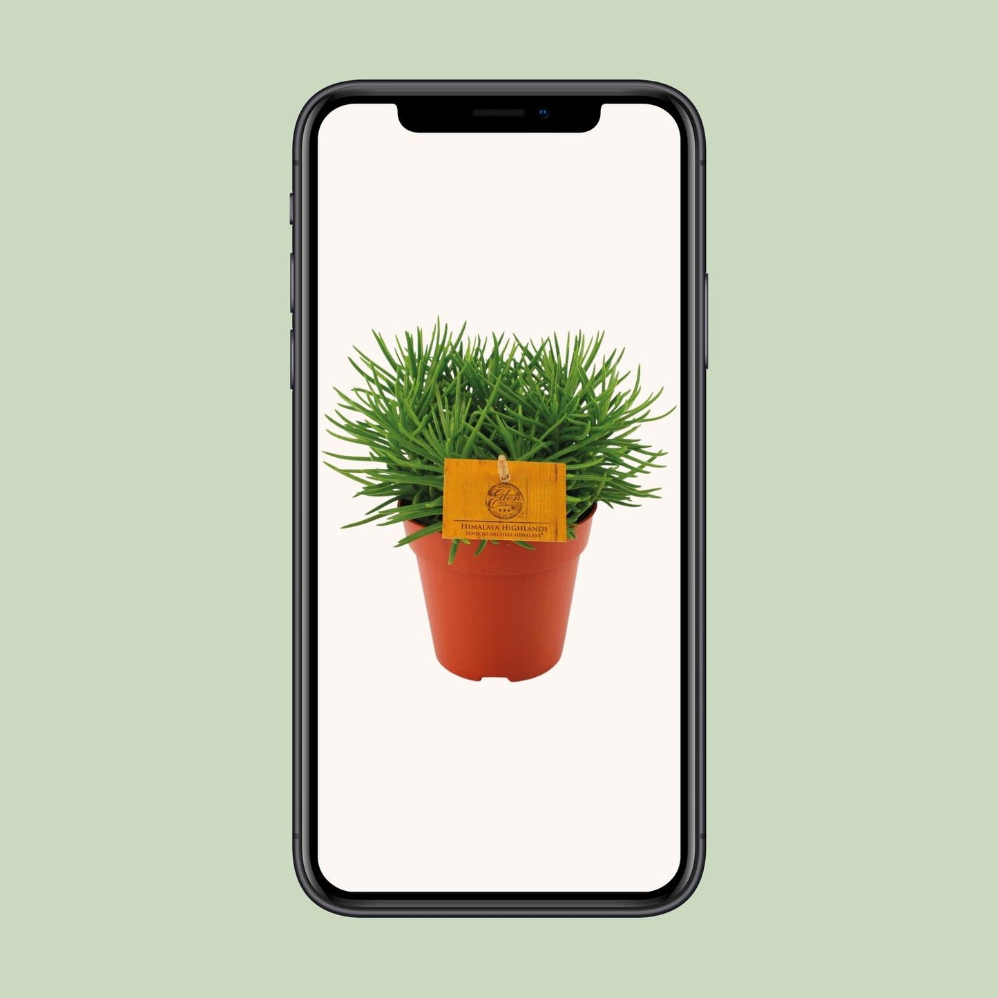Senecio Himalaya - Ø12cm - ↕20cm