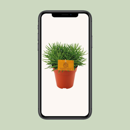 Senecio Himalaya - Ø12cm - ↕20cm