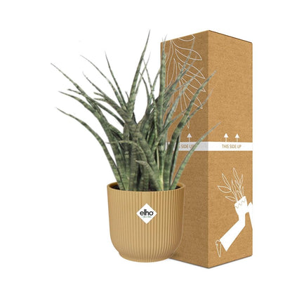 Sansevieria Fernwood Punk in ELHO Vibes Fold 14cm geel