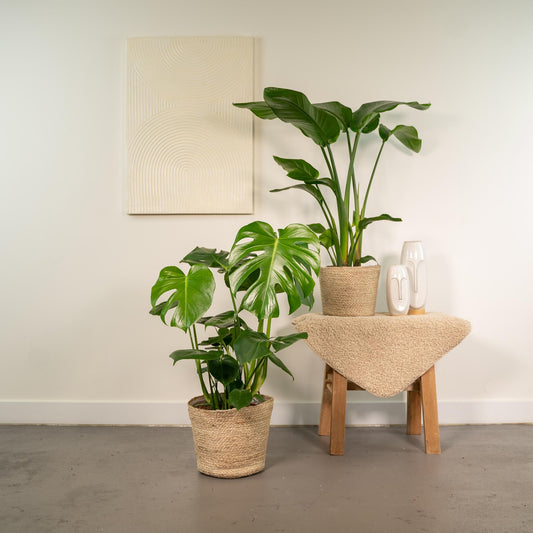 Strelitzia Nicolai - Ø19cm - ↕85cm + Monstera Deliciosa - Ø21cm - ↕75cm + Korb Selin