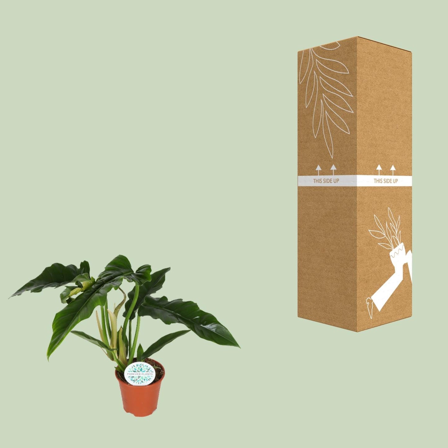 Philodendron Narrow - Ø14cm - ↕40cm
