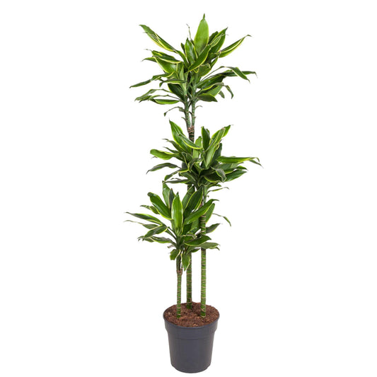 Drachenbaum Golden Coast – 160 cm pflegeleichte Zimmerpflanze