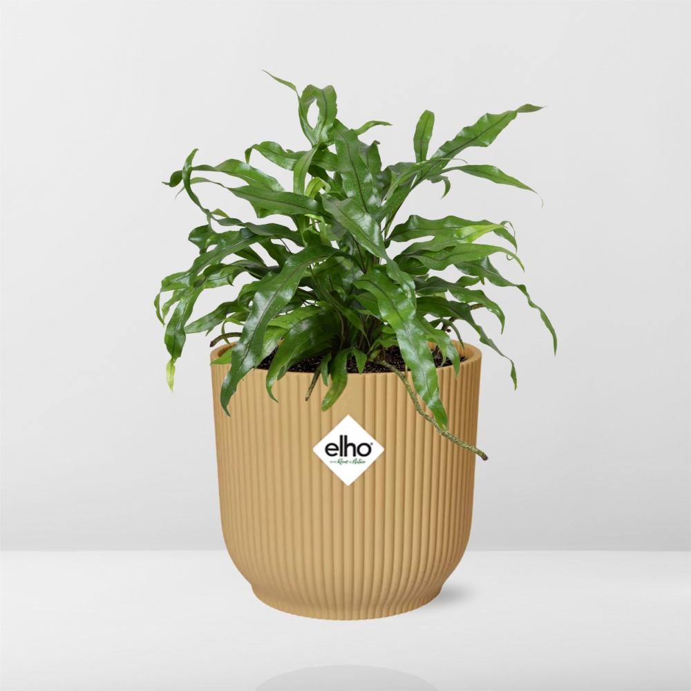 Microsorum Diversifolium in ELHO Vibes Fold 14cm geel