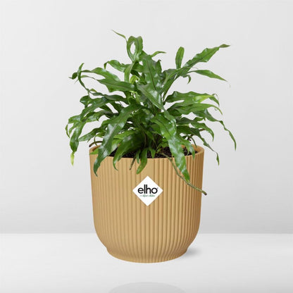Microsorum Diversifolium in ELHO Vibes Fold 14cm geel