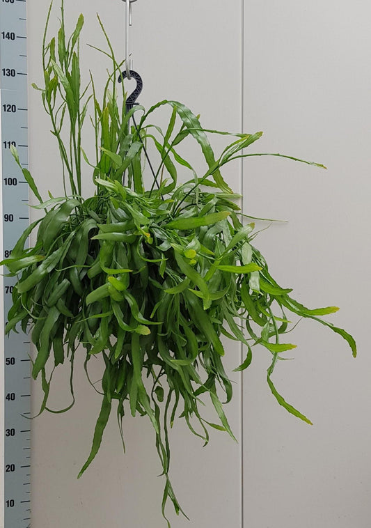 Rhipsalis Ramaloris - Ø25cm - ↕50cm