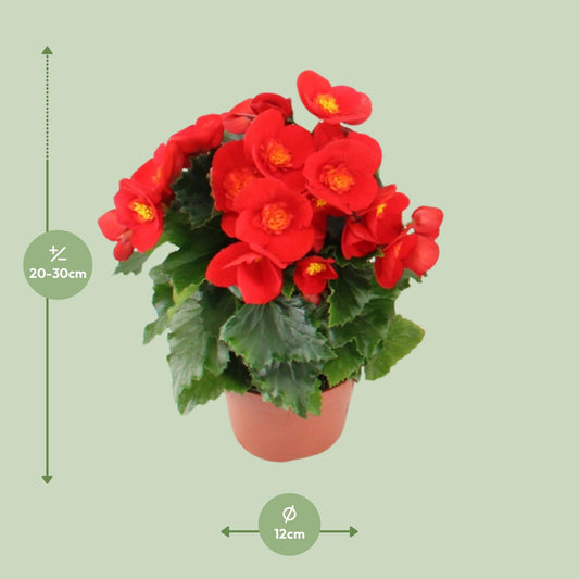 Begonia Sweeties Red - Ø12cm - ↕25cm