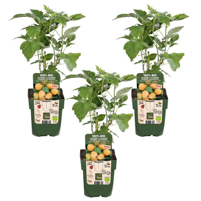 3x - Rubus id. Twotimer 'Sugana Yellow' - ↨45cm - Ø13