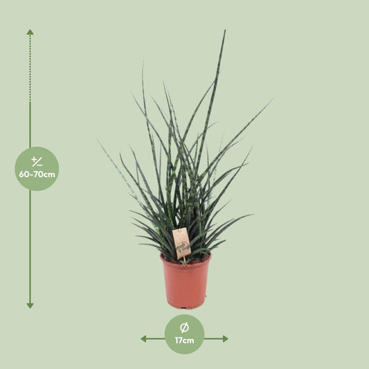 Sansevieria Fernwood Punk - Ø17cm - ↕65cm