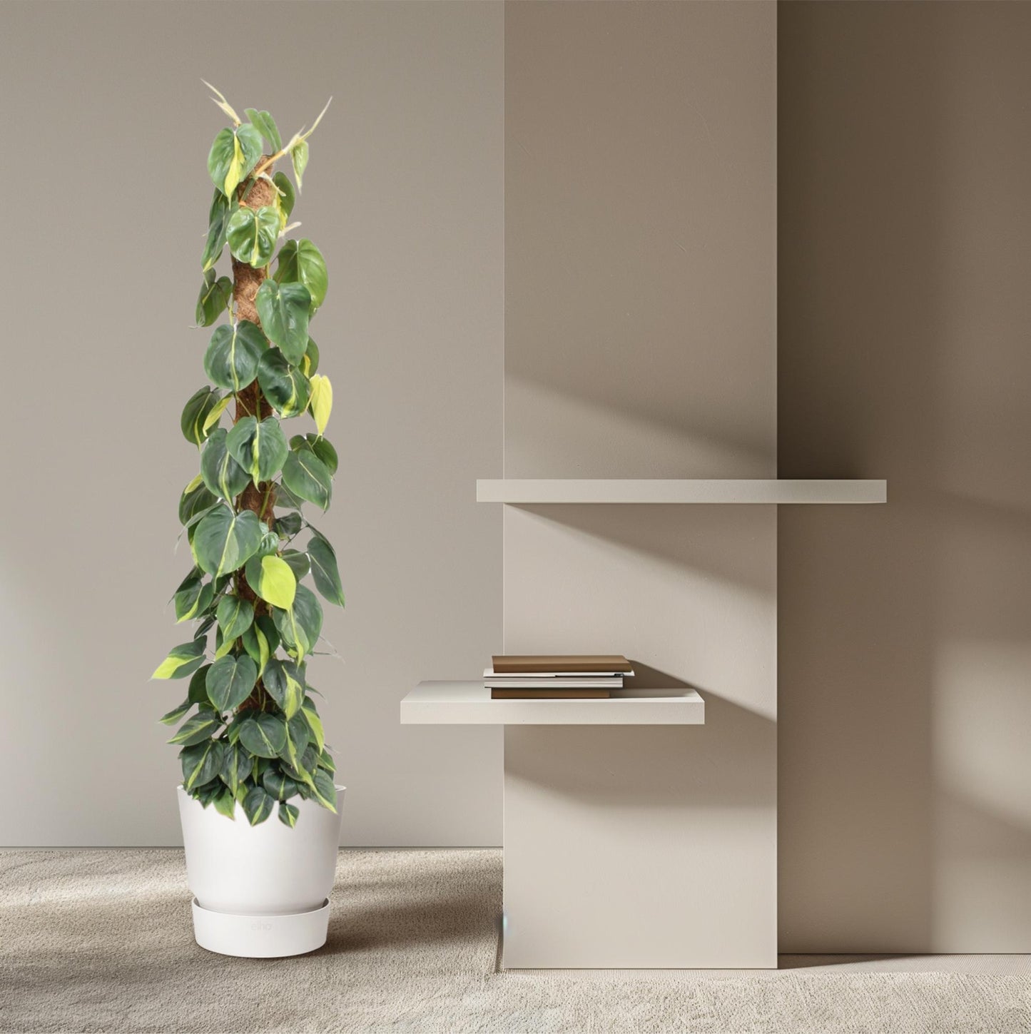 Kletterphilodendron Brasil 150cm am Moosstab – pflegeleicht & dekorativ
