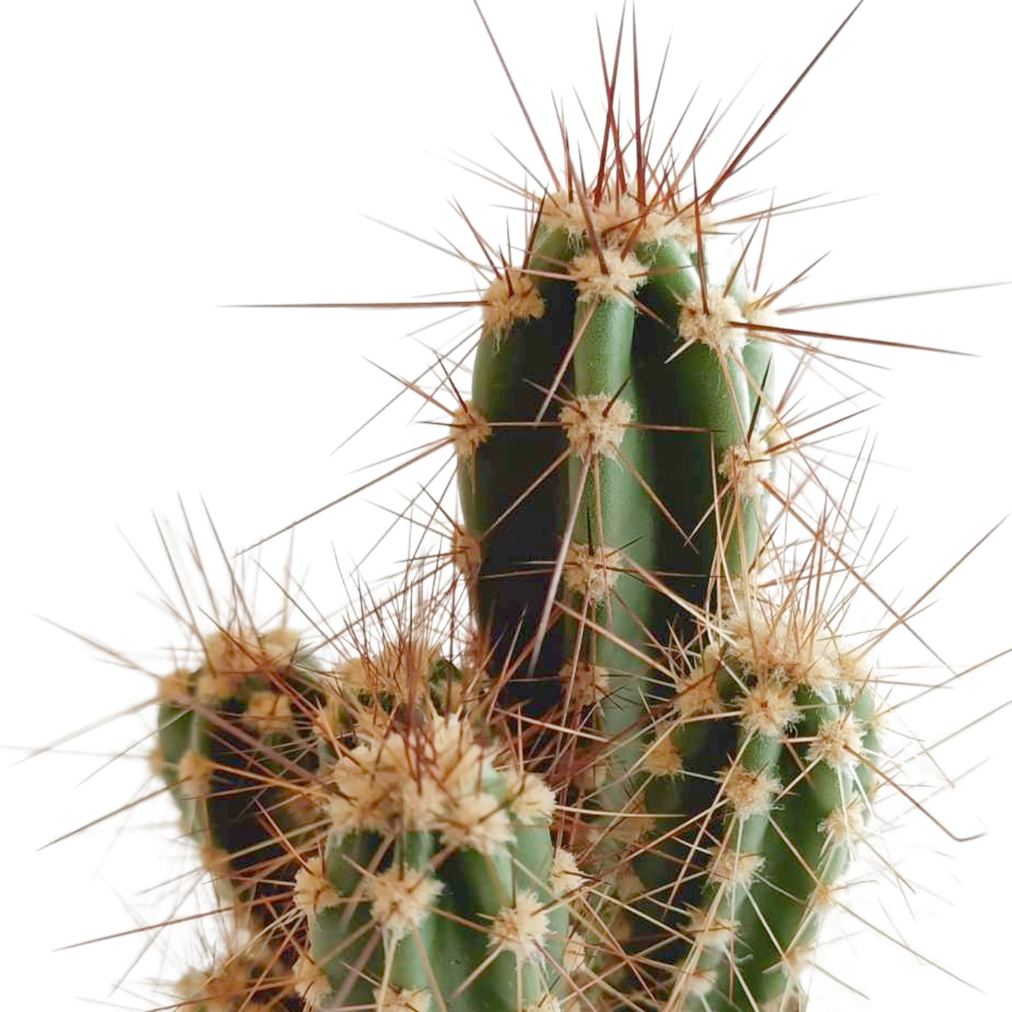 Kakteenmischung 5,5 cm - 5x - in Mexicaanse pot