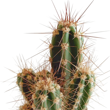 Kakteenmischung 5,5 cm - 5x - in Mexicaanse pot