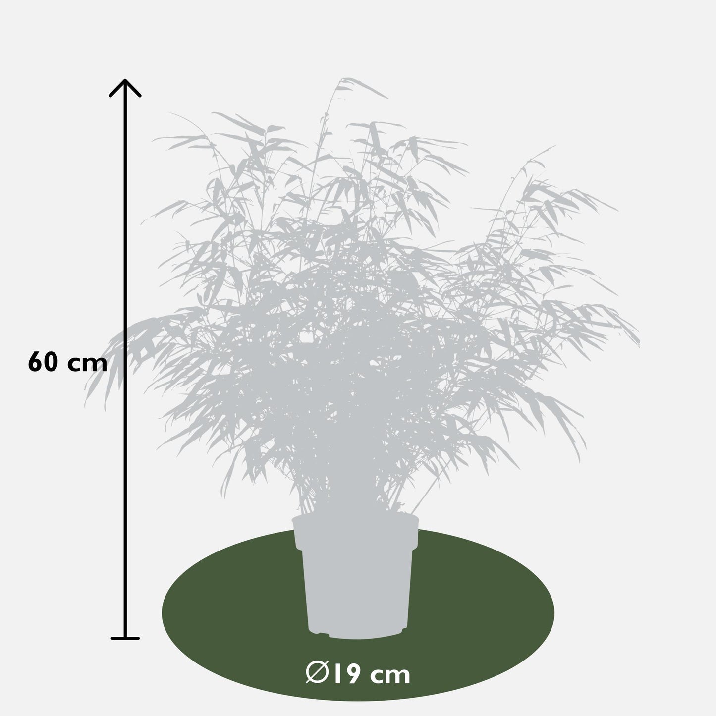 2x - Fargesia rufa - ↨60cm - Ø19