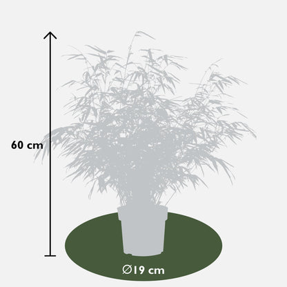 2x - Fargesia rufa - ↨60cm - Ø19