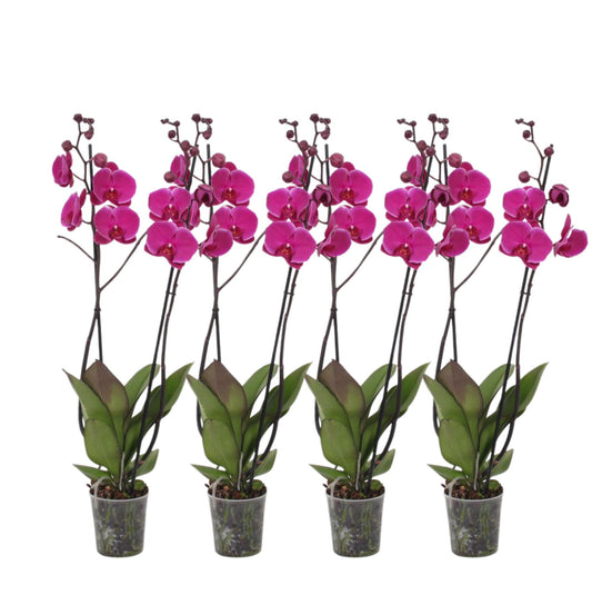 Schmetterlingsorchidee Joyride 4er Set – 60 cm elegant
