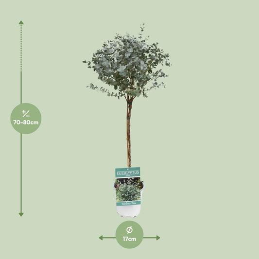 Eucalyptus - Ø17cm - ↕80cm