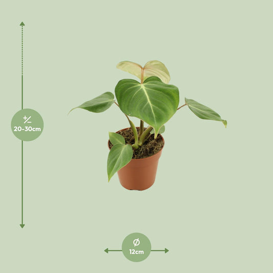 Philodendron Gloriosum - Ø12cm - ↕30cm