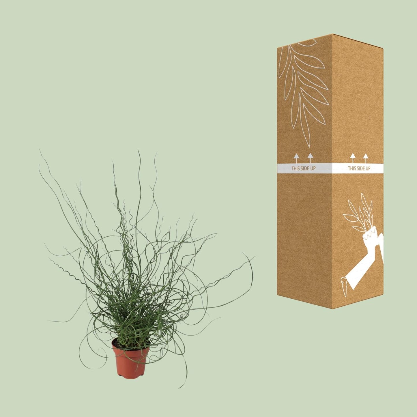 Juncus Effusus Spiralis - Ø12cm - ↕30cm