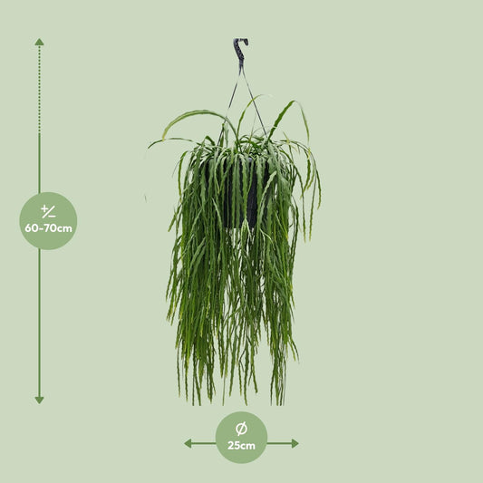 Lepismium Asuntapatense 25cm - Ø25cm - ↕70cm