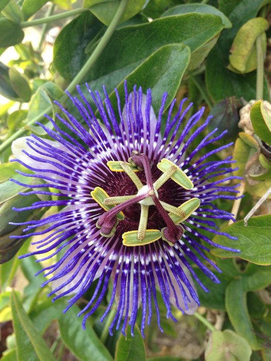 Passiflora Violett 'Purple Haze' - Ø15cm - ↕65cm