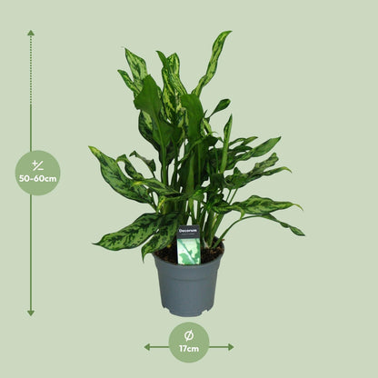 Aglaonema Maria - Ø17cm - ↕55cm