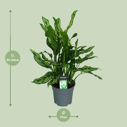 Aglaonema Maria - Ø17cm - ↕55cm