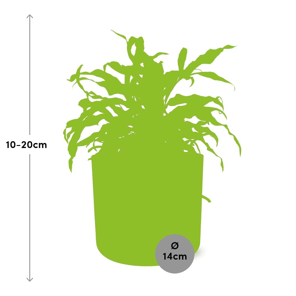 Microsorum Diversifolium in ELHO b.for soft rond 14cm brique