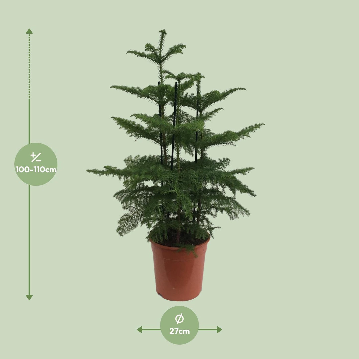 Araucaria (2 Tak) - Ø27cm - ↕110cm