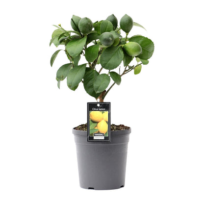 Citrus Lemon op Stam - Ø15cm - ↕35cm