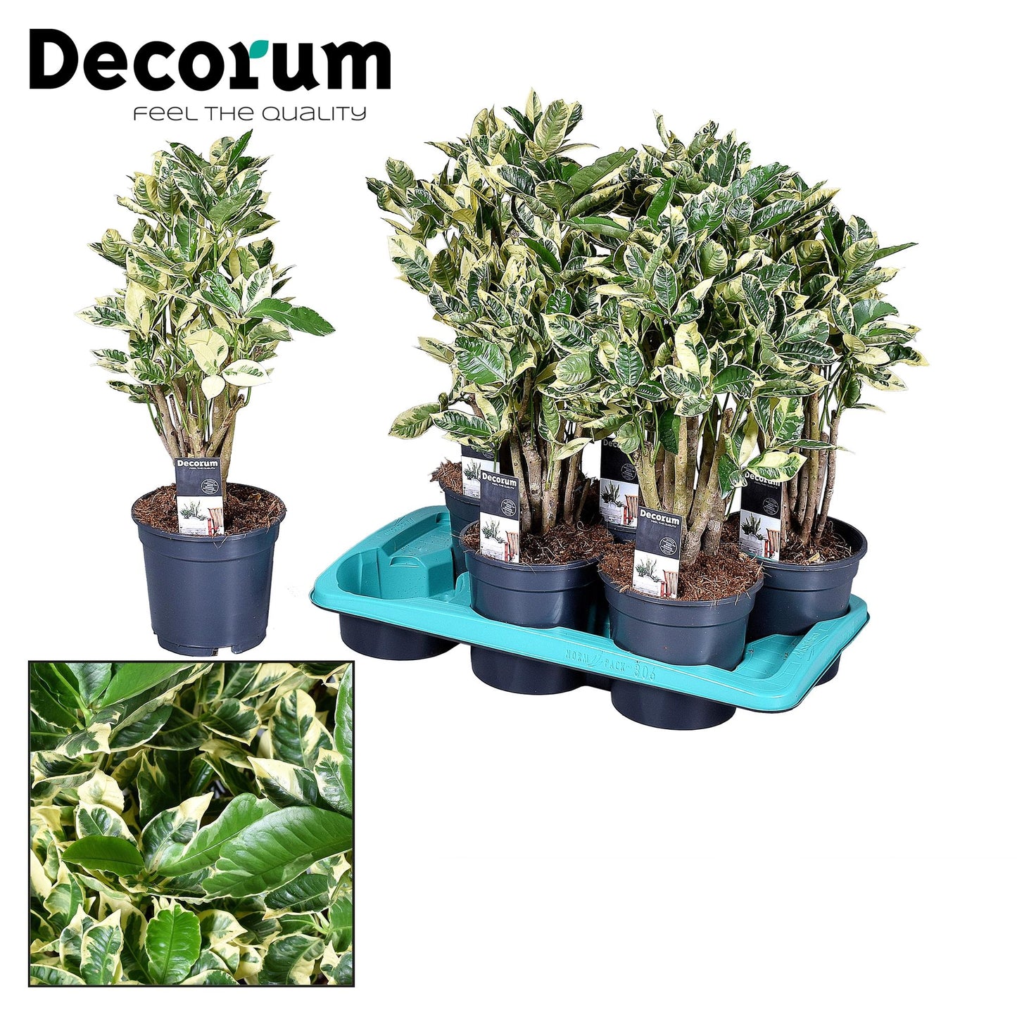 Croton Eburneum - Ø17cm - ↕55cm