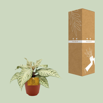 Aphelandra White Wash - Ø25cm - ↕12cm