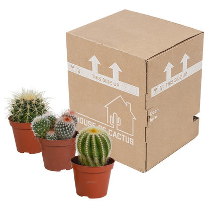 Kugelkakteen-Mischung 8,5 cm – Exotisch & Pflegeleicht