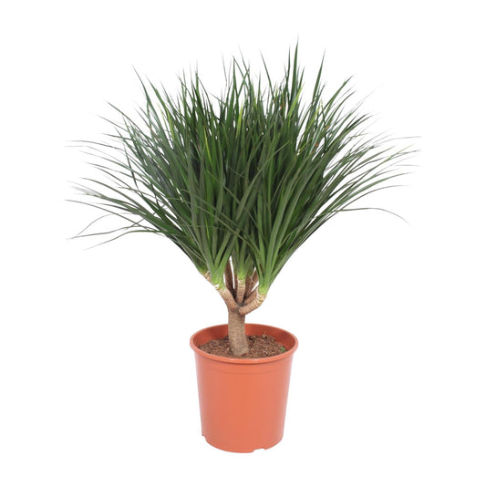 Dracaena Draco - Ø30cm - ↕110cm