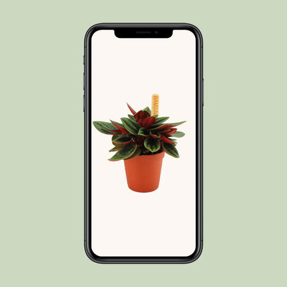 Peperomia Caperata Rosso - Ø6cm - ↕10cm