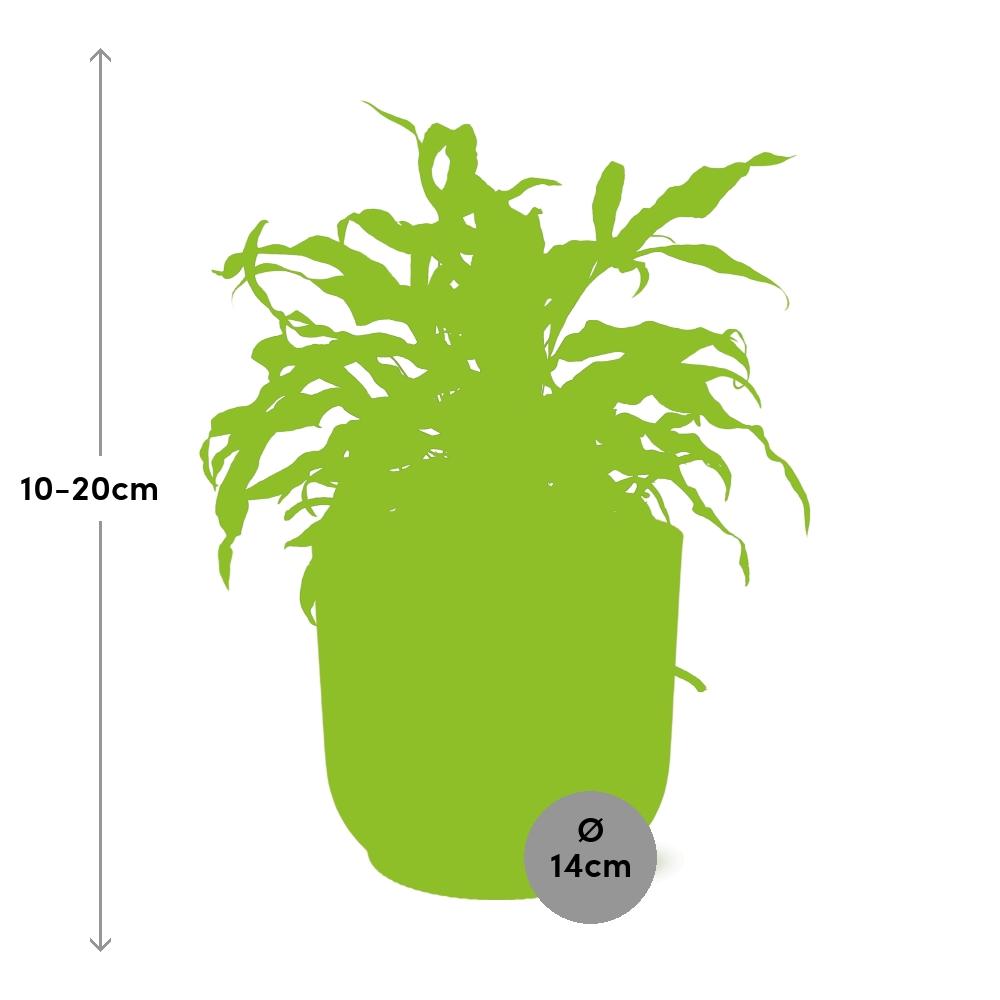 Microsorum Diversifolium in ELHO Vibes Fold 14cm roze