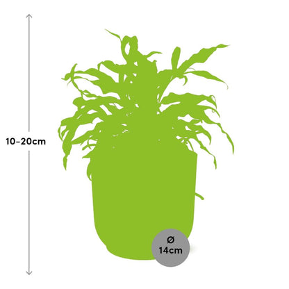 Microsorum Diversifolium in ELHO Vibes Fold 14cm roze