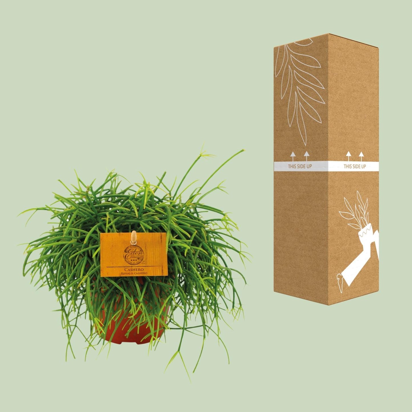 Rhipsalis Cashero - Ø12 ↕20