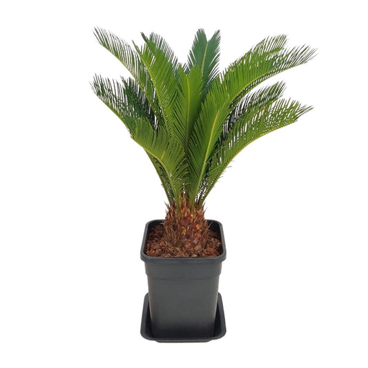 Cycas Revoluta - Ø21cm - ↕70cm
