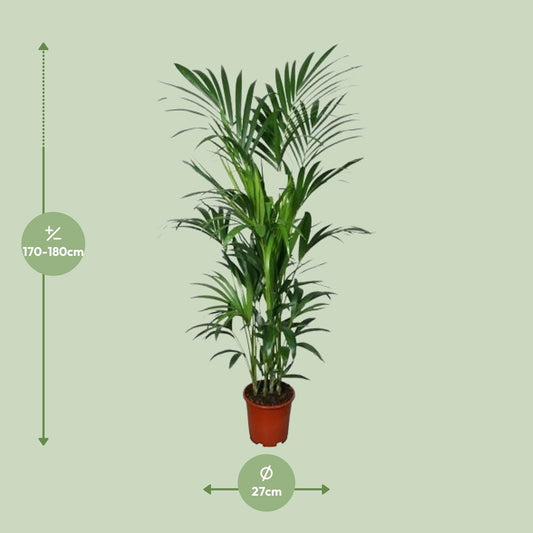 Howea - Ø27cm - ↕180cm