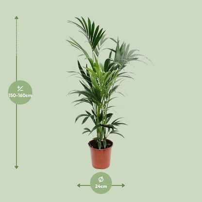 Howea - Ø24cm - ↕160cm