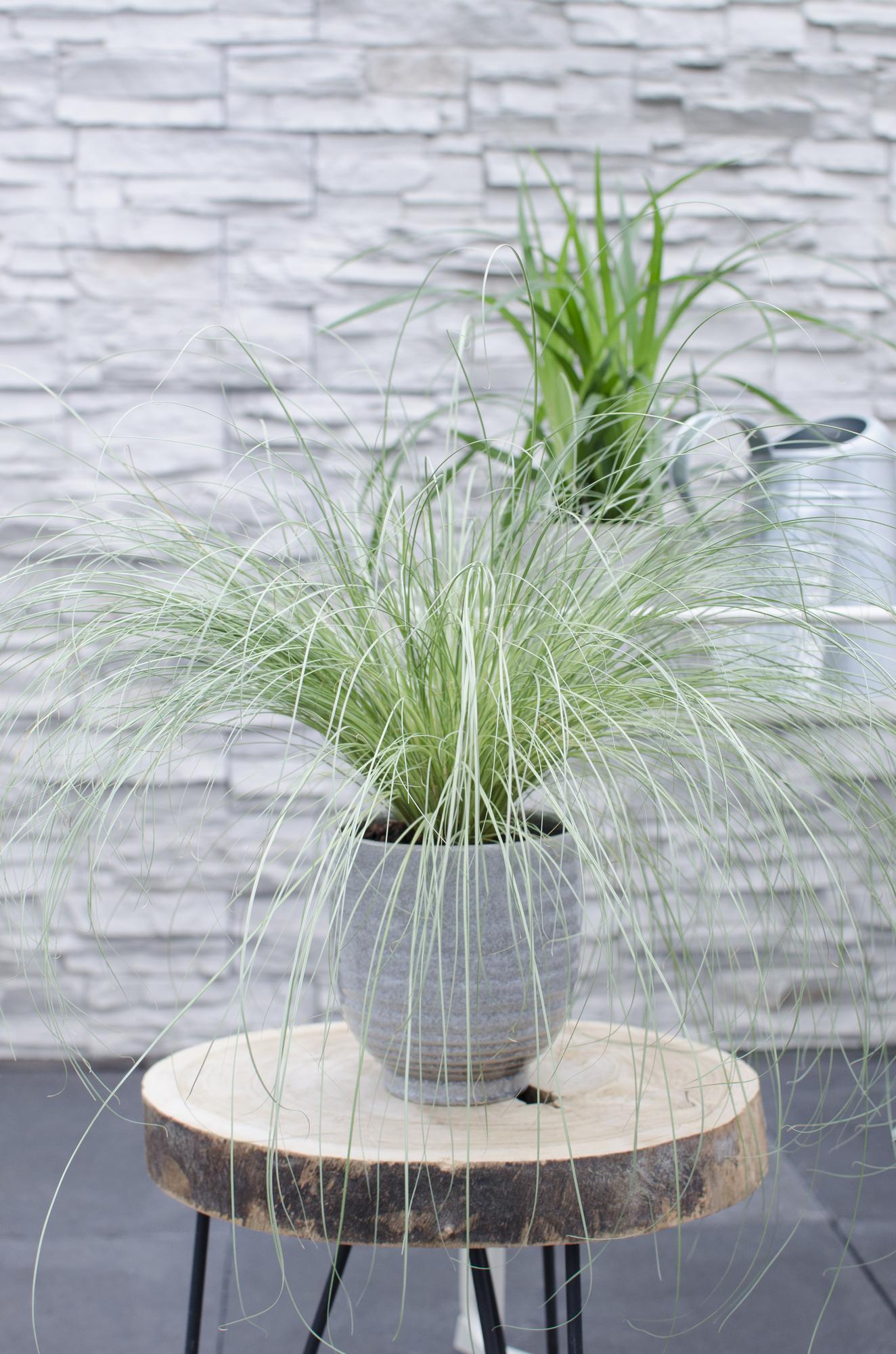 5x - Carex mix - ↨30cm - Ø14