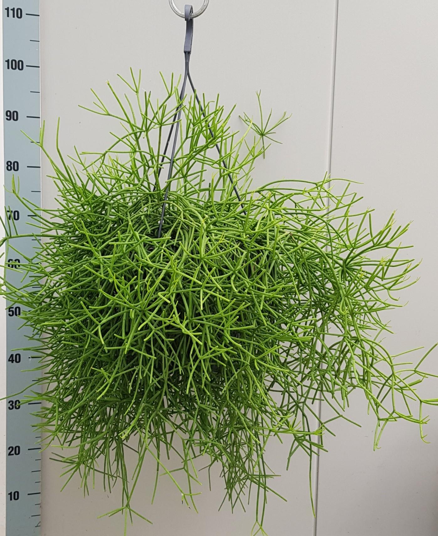 Rhipsalis Heteroclada - Ø25cm - ↕60cm