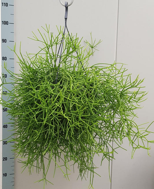 Rhipsalis Heteroclada - Ø25cm - ↕60cm