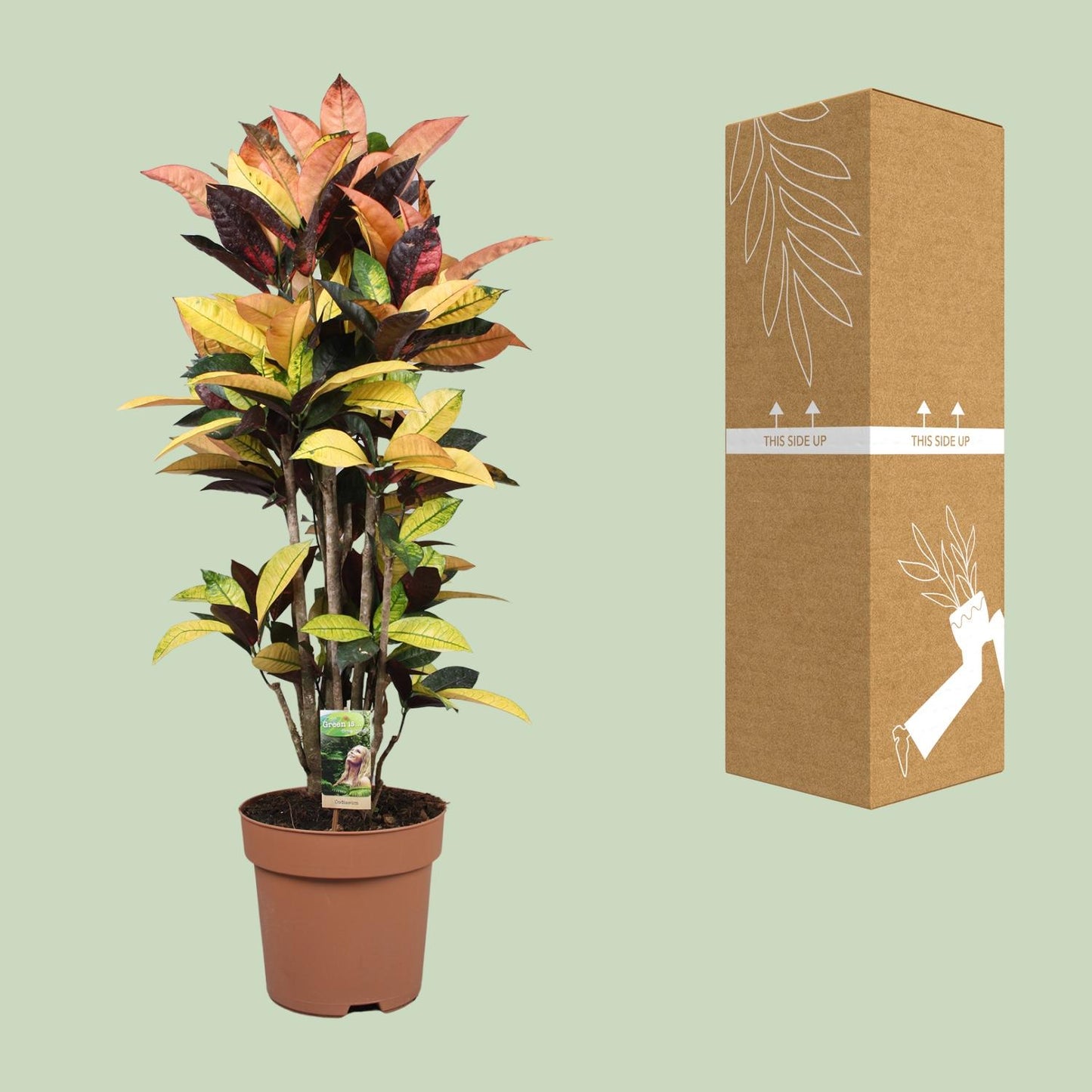 Codiaeum Mrs Iceton - Ø27cm - ↕80cm